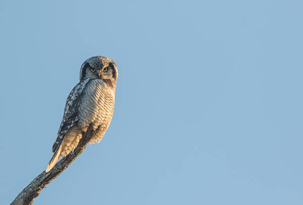 coruja-gavião-norte - northern hawk owl - fotografias e filmes do acervo