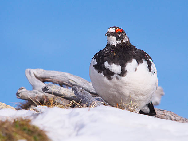 istock Rock ptarmigan in Japan 606211046