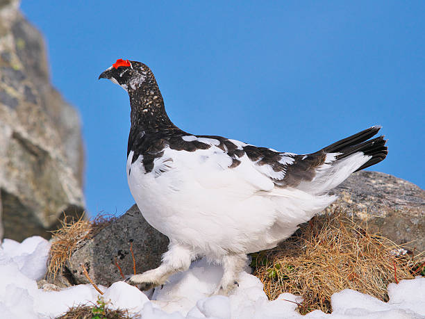 istock Rock ptarmigan in Japan 606211418