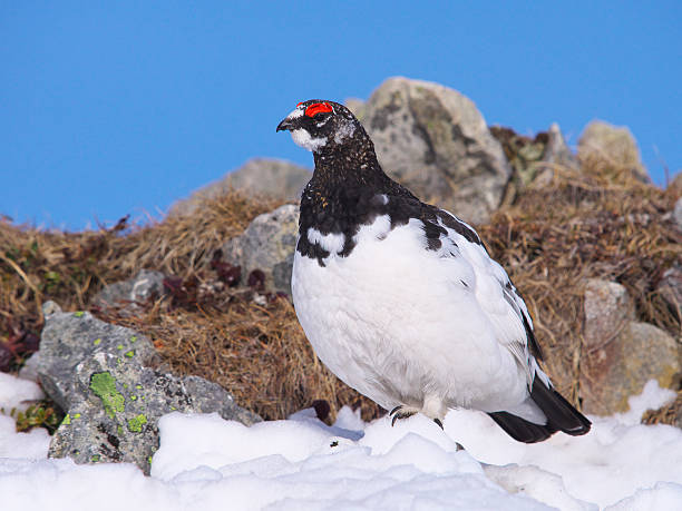 istock Rock ptarmigan in Japan 606211874