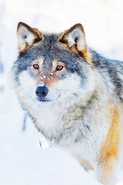 istock Wolf stands in beautiful winter landscape 606212138