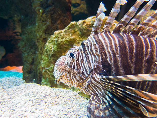 spotfin lionfish underwater saltwater tropical fish named spotfin lionfish or broadbarred firefish, Pterois antennata, on a rock inside ocean water pterois antennata stock pictures, royalty-free photos & images