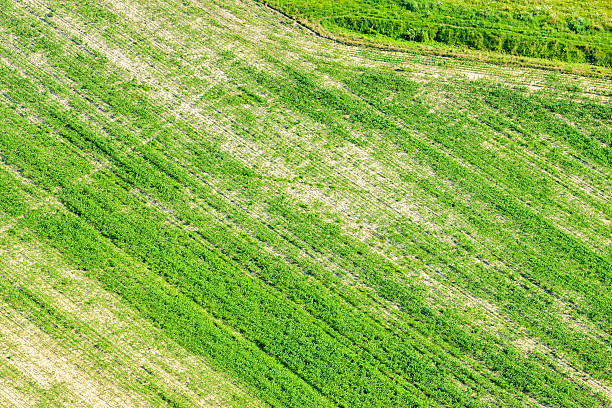 istock Summer landscape with wheat field 606212766