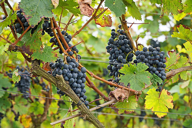 istock grapes in the vineyard 606212786