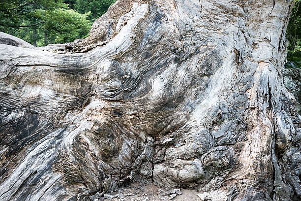 istock Stump of a zelkova tree 606212882