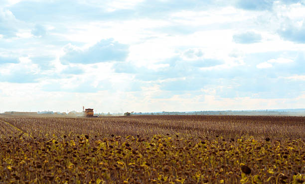 istock Combine working in field. Harveste ripe, dry sunflowers. 606212940