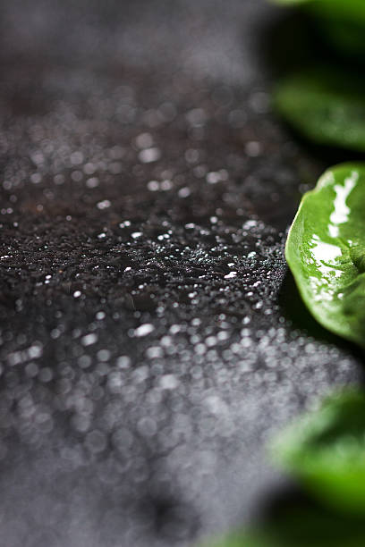 Closeup of fresh spinach with water drops