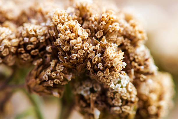istock Close-up Fresh plant on brown background.Abstract texture. 606215886