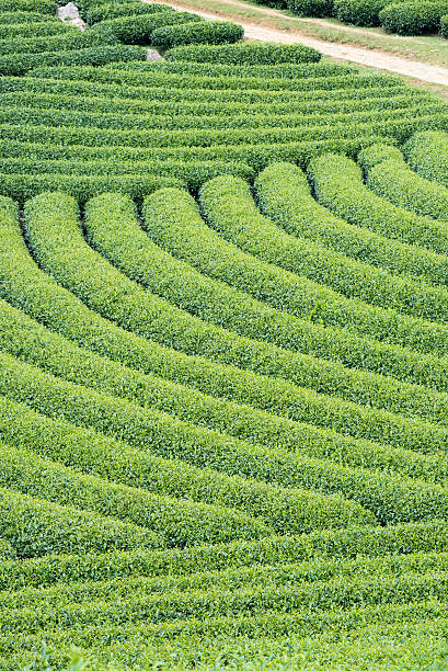 istock Tea plantation in Vietnam 606216150