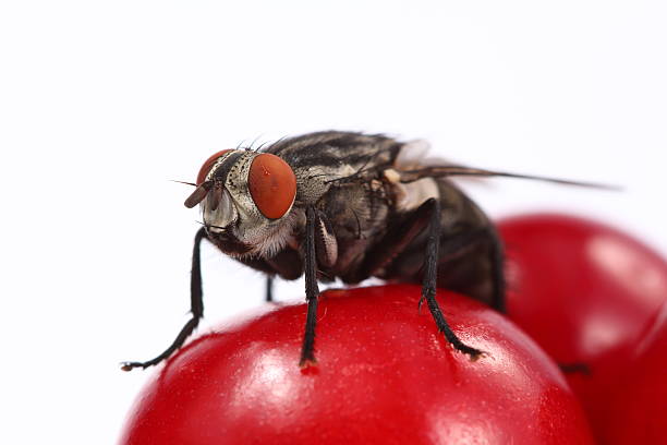 fly  - fly housefly ugliness unhygienic stock-fotos und bilder