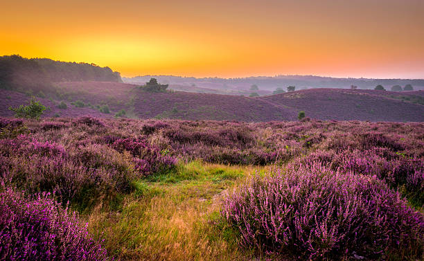 istock Sunrise in the Netherlands, heather landscape 606216642