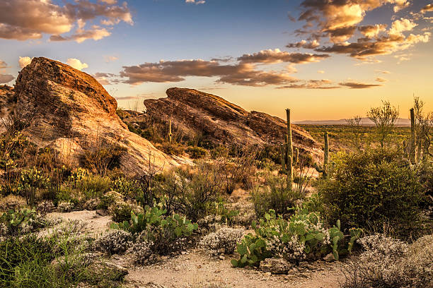 coucher de soleil sur les rochers javelina dans le parc national de saguaro - sonoran desert cactus landscaped desert photos et images de collection