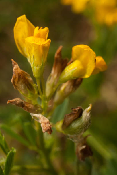 istock Yellow wildflowers, macro 606217116