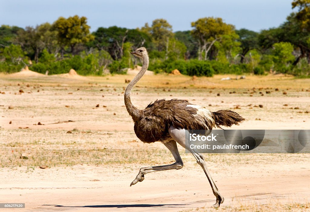 Ostrich running on the Open Plains in Hwange Female Ostrich running across the Hwange Plains in Zimbabwe with a natural bush veld background Ostrich Stock Photo