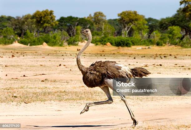 Ostrich Running On The Open Plains In Hwange Stock Photo - Download Image Now - Ostrich, Running, Bird