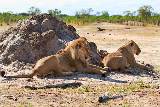 Male & Female Lion resting after mating stock photo