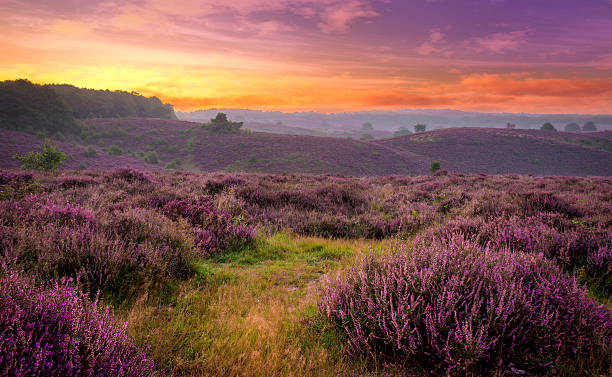 istock Sunrise at the Posbank, Veluwe 606217532