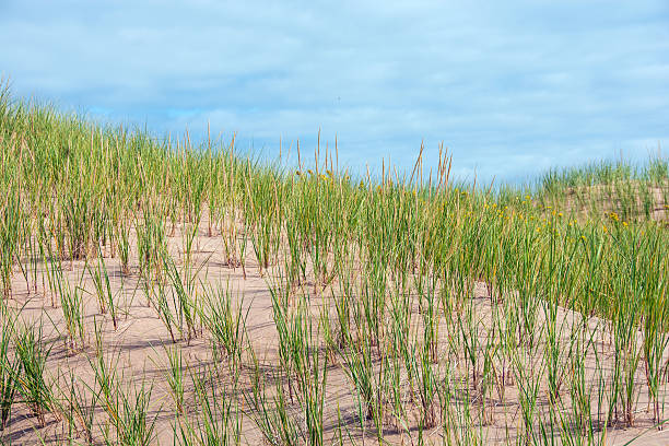 istock Protected sand dunes at Prince Edward Island National Park, Canada 606217636