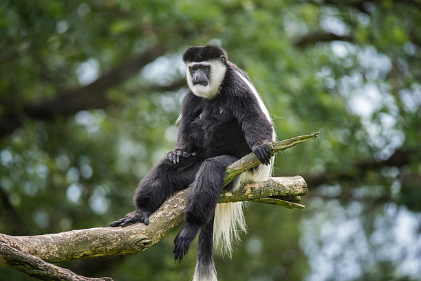 mantled guereza - leaf monkey ストックフォトと画像