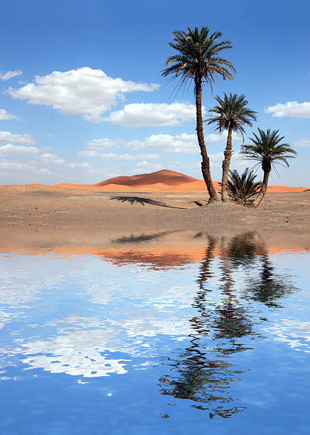 palmiers près du lac dans le désert du sahara - heat haze illusion desert heat photos et images de collection