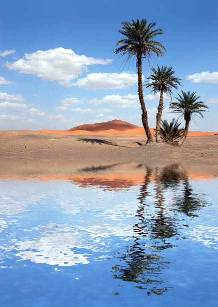 palme vicino al lago nel deserto del sahara - heat haze illusion desert heat foto e immagini stock