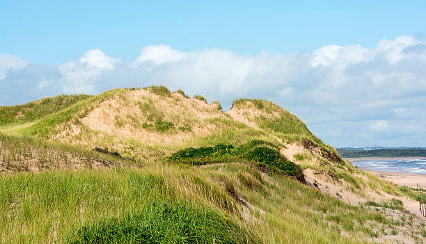 Protected sand dunes at Prince Edward Island National Park, Canada Protected sand dunes at Prince Edward Island National Park, Canada. Visitors are not allowed to walk on the dunes so a natural progression will occur in the park. cavendish beach stock pictures, royalty-free photos & images