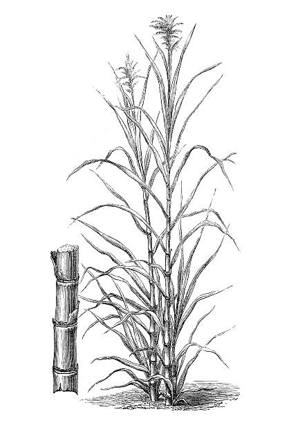 sugar cane (saccharum officinarum) - şeker illüstrasyonlar stock illustrations