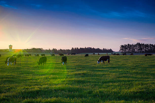 istock Bulls in the field with flare 606218728
