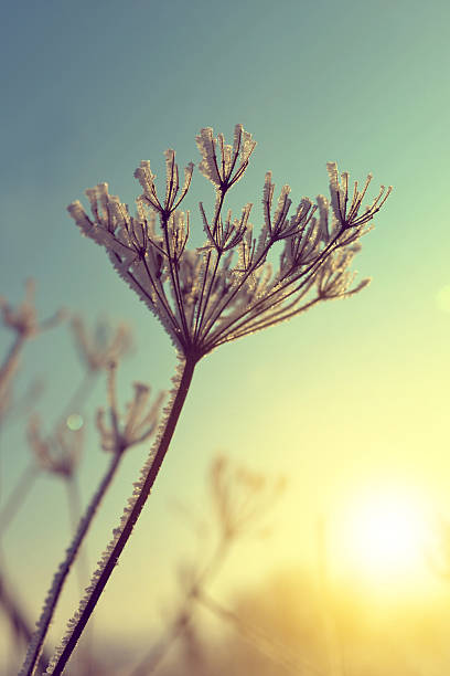 istock Flower in winter with frozen ice crystals 606219104