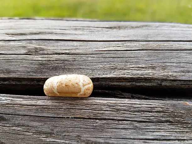 snail shell in a wooden crevice
