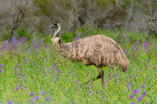 Photograph of two large adult Emus on a dirt track in The Central Tablelands of New South Wales in Australia.