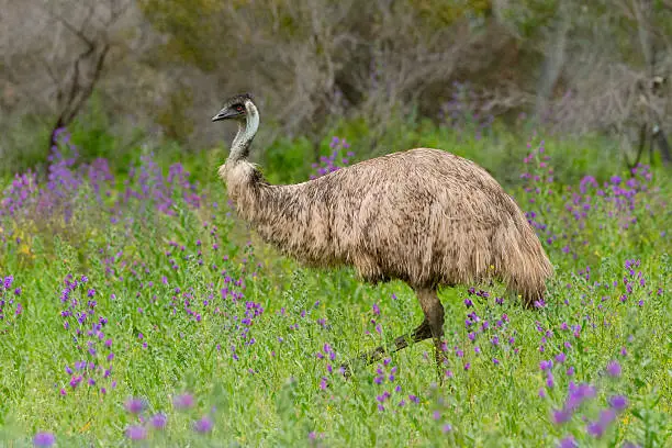 Emu in the wild, amongst purple flowers and green grass.