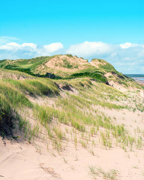 istock Protected sand dunes at Prince Edward Island National Park, Canada 606219842