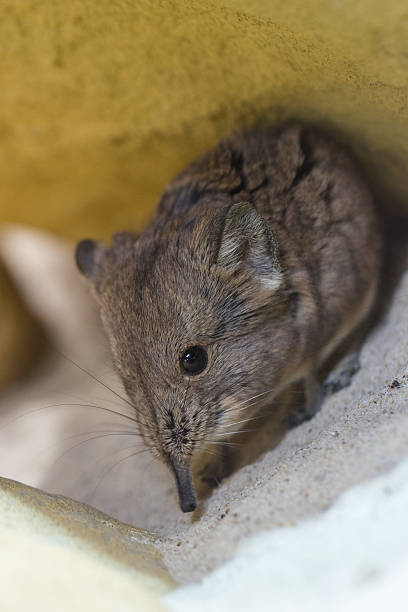 Spitzmaus mit langer Nase – Foto