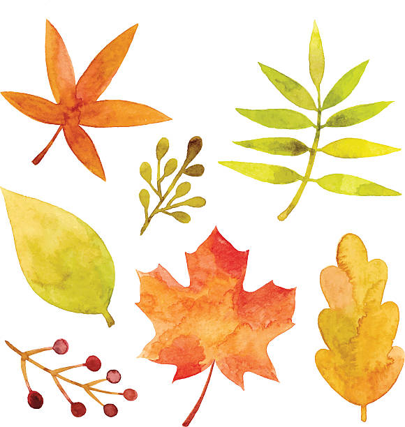 수채화 단풍 - maple leaf green isolated stock illustrations