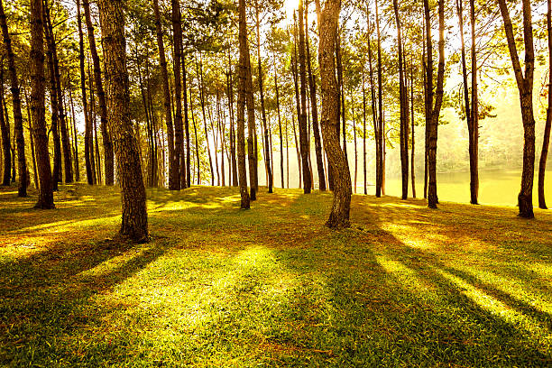 istock Warm morning Sunlight through the trunk of trees 606220756