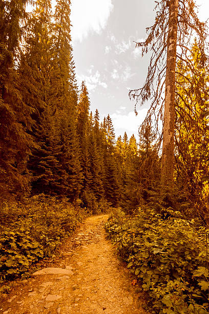 istock Magic sunrise on a forest road. Karpaty, Ukraine 606220764