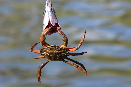 crab hanging from a fish head