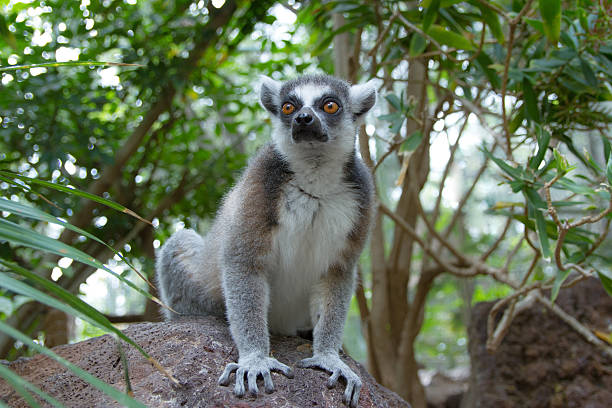 Ring-tailed lemur catta – Foto