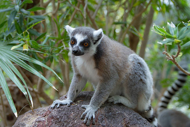 Ring-tailed lemur catta – Foto