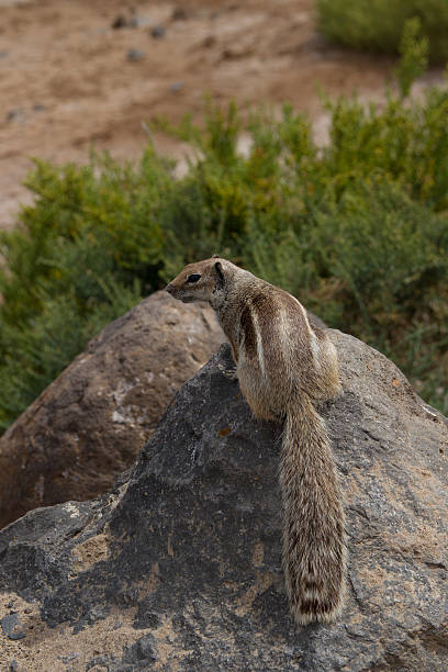 Barbarisches Erdhörnchen - Atlantoxerus Getulus – Foto