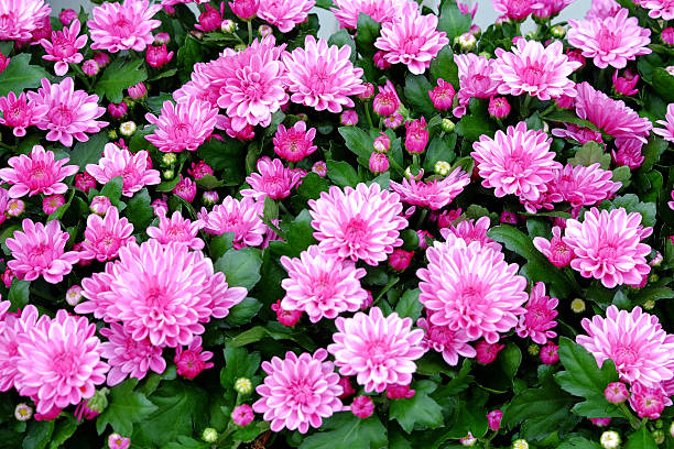 istock Flowering pink chrysanthemum 606221988