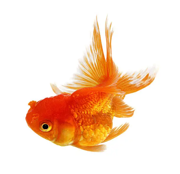 Photo of Gold fish isolated on a white background