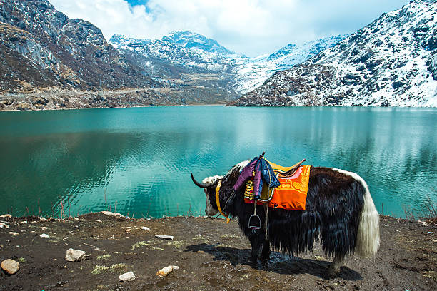 istock Tsangmo Lake in Sikkim, India 606222988