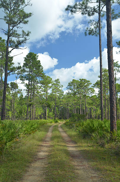 istock Dirt road curving in pine forest with clouds in sky 606223126