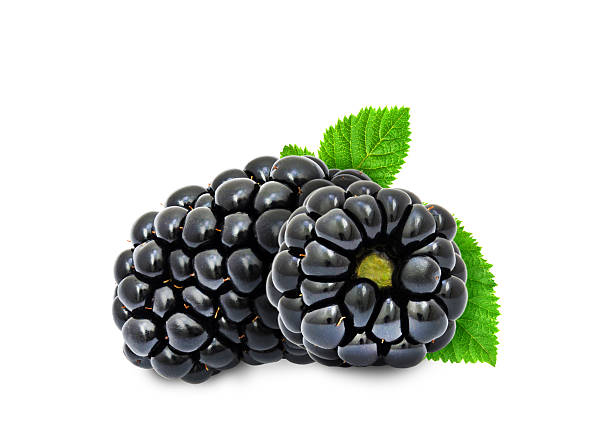 dos nuevas blackberry. - blackberry fruit mulberry isolated fotografías e imágenes de stock