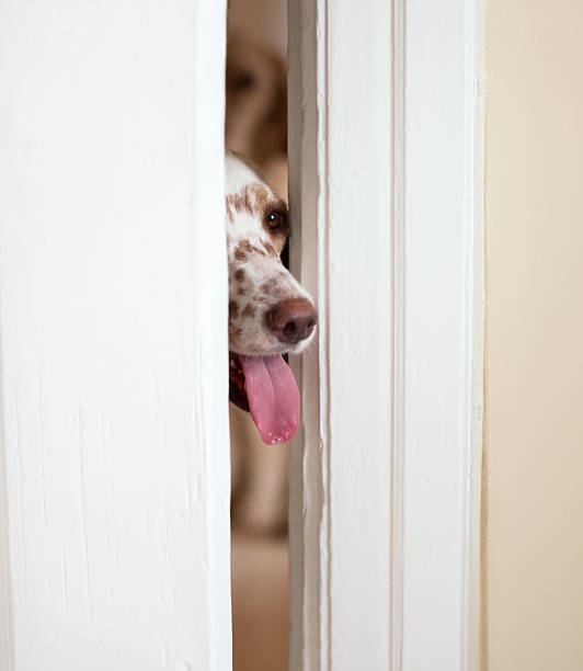 istock English Setter sneaking through the door crack, Norway 606223604