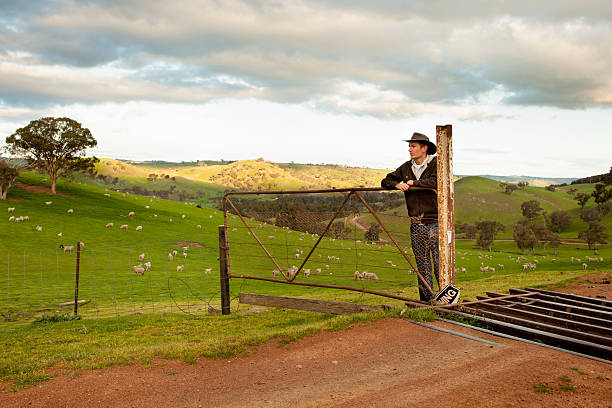 agricoltore australiano che si guarda oltre un paddock di pecore - farm gate foto e immagini stock