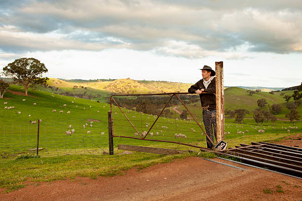 양 목장을 바라보는 호주 농부 - outback australia australian culture land 뉴스 사진 이미지