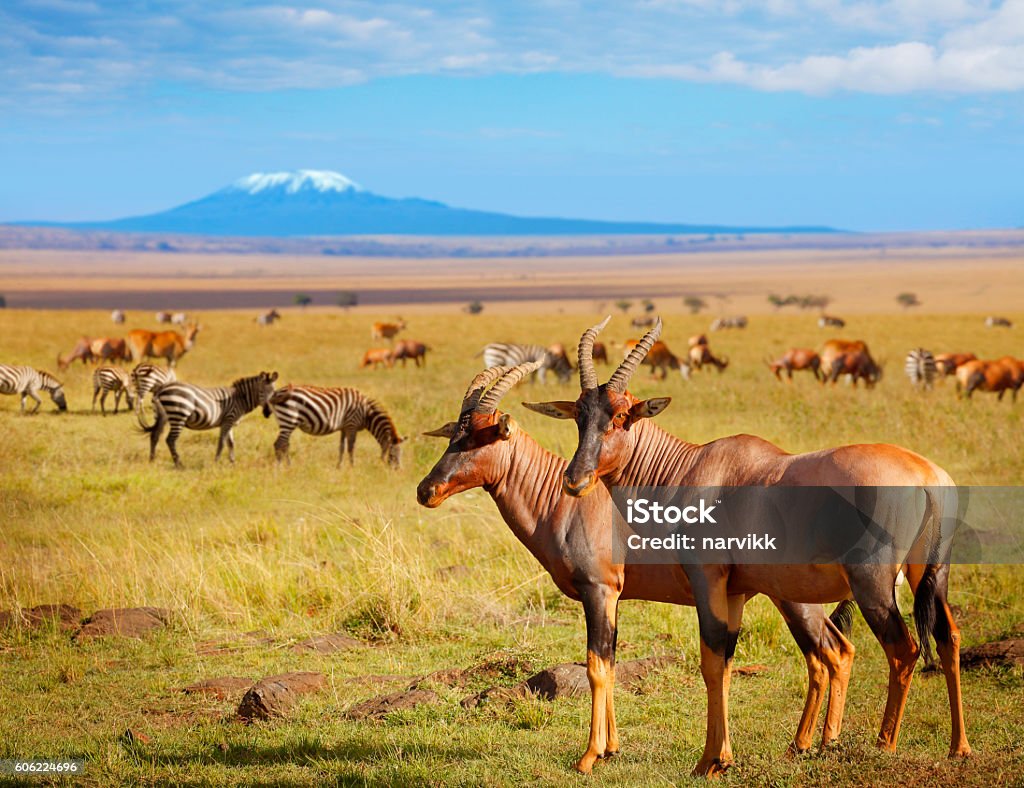 Antelopes and zebras in Kenya Grazing antelopes, zebras and Mount Kilimanjaro in Amboseli National Park, Kenya Amboseli National Park Stock Photo